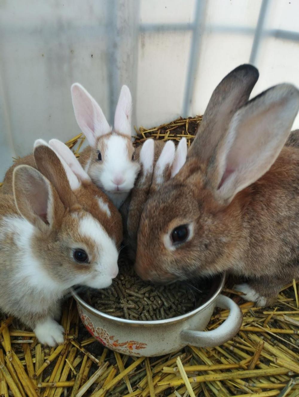 De Smishoeve Met Kinderpret, Dieren En Wellness Heers 외부 사진