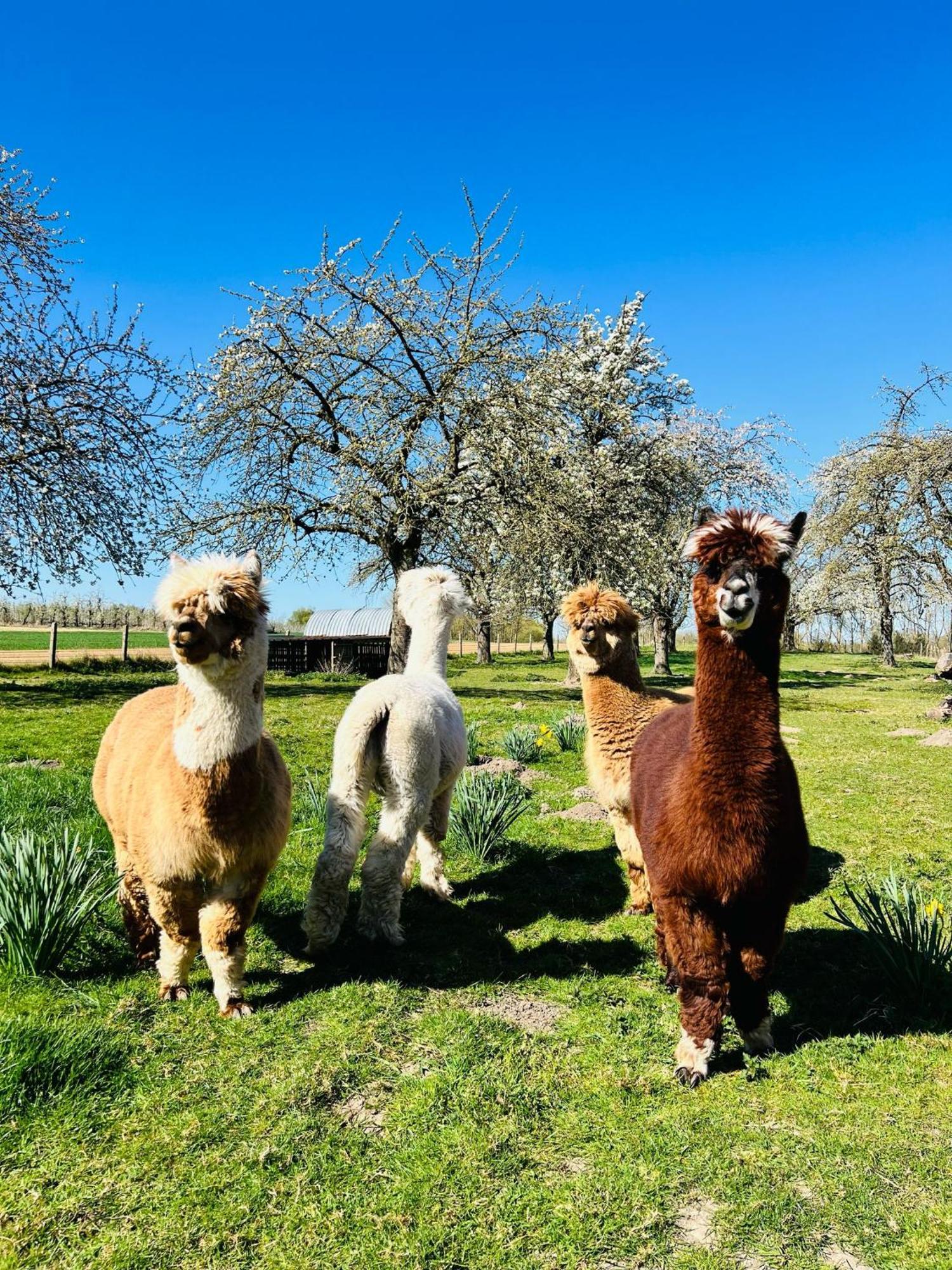 De Smishoeve Met Kinderpret, Dieren En Wellness Heers 외부 사진